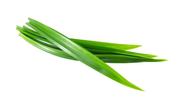 Pandan Leaves