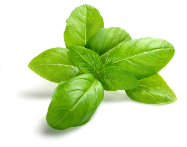 Basil Leaves