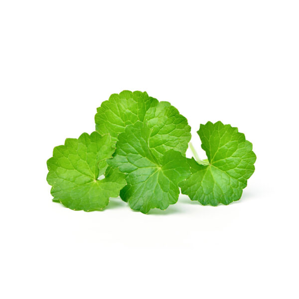 Asiatic Pennywort (Gotu Kola)