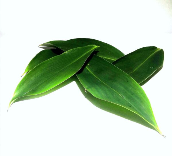 Thebu Leaves